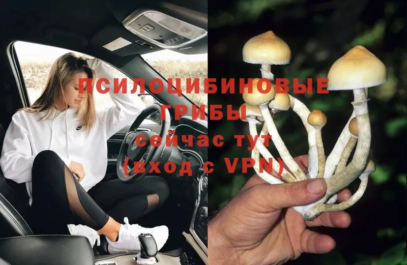 закладки  Прохладный  OMG как зайти  Галлюциногенные грибы Cubensis 